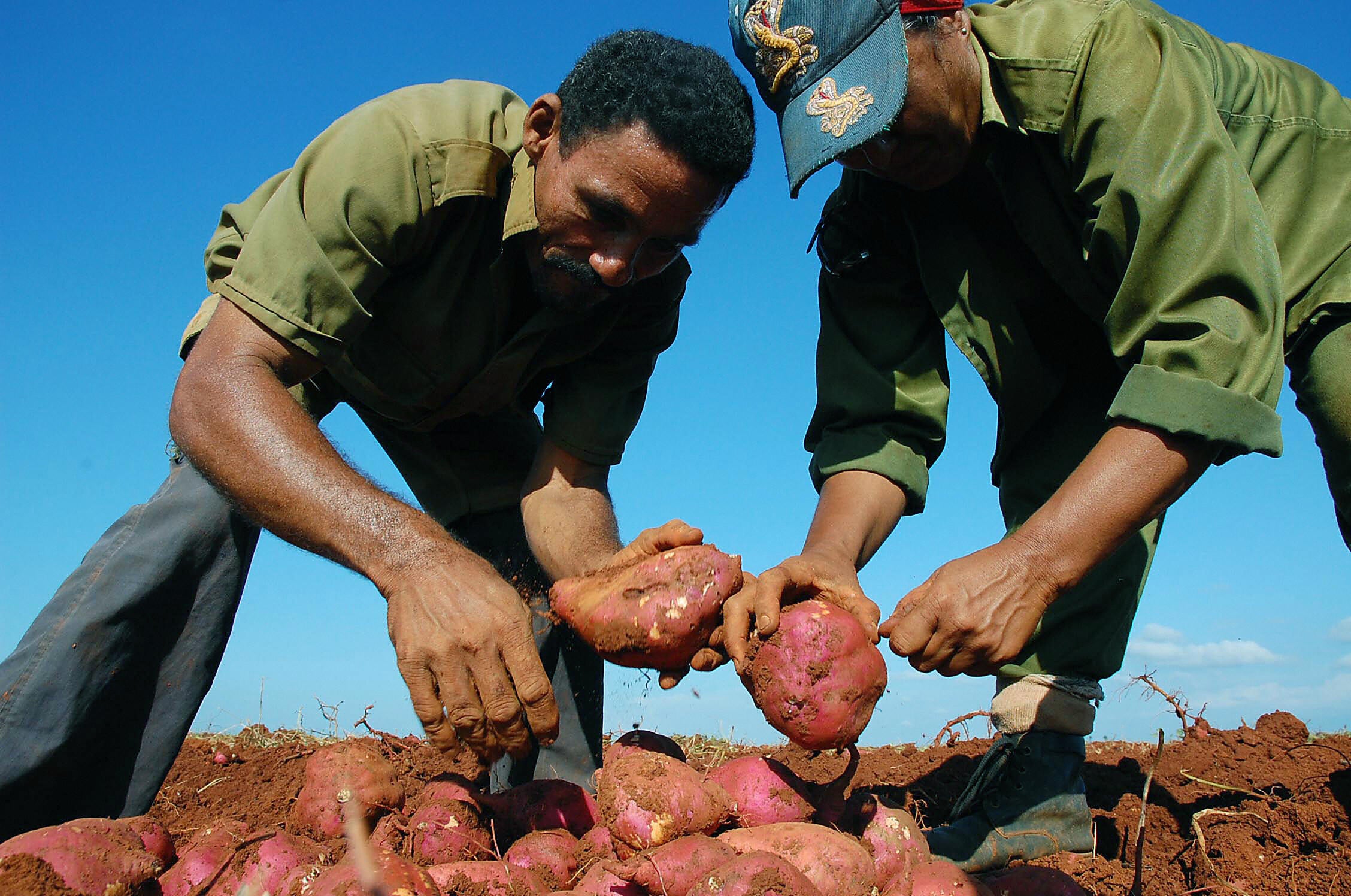 The confusion between yams and sweet potatoes is actually racist—here’s why indy100